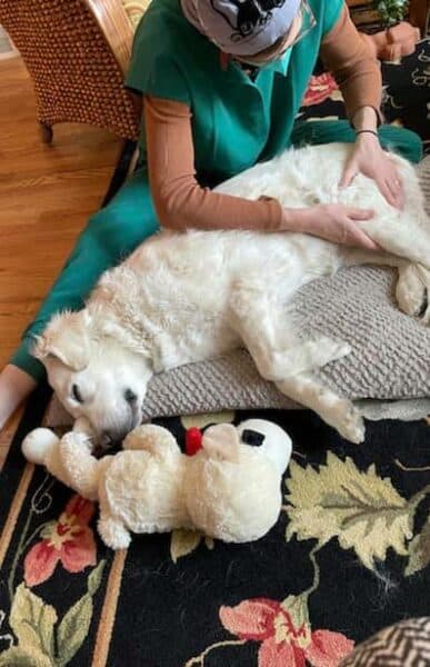 dog massage