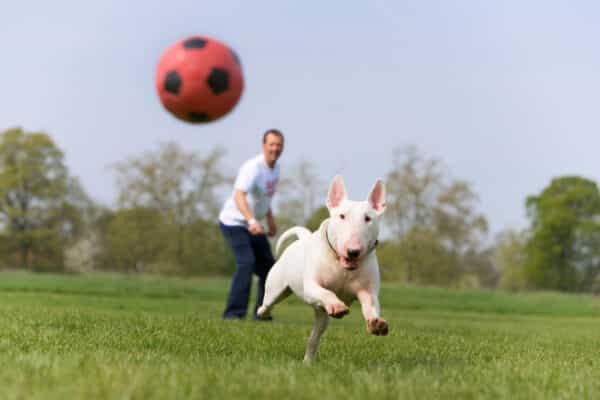 Man with English Bull Terrier in park, dog chasing ball