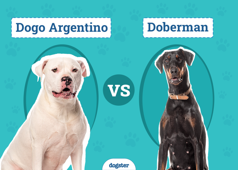Dogo Argentino vs Doberman