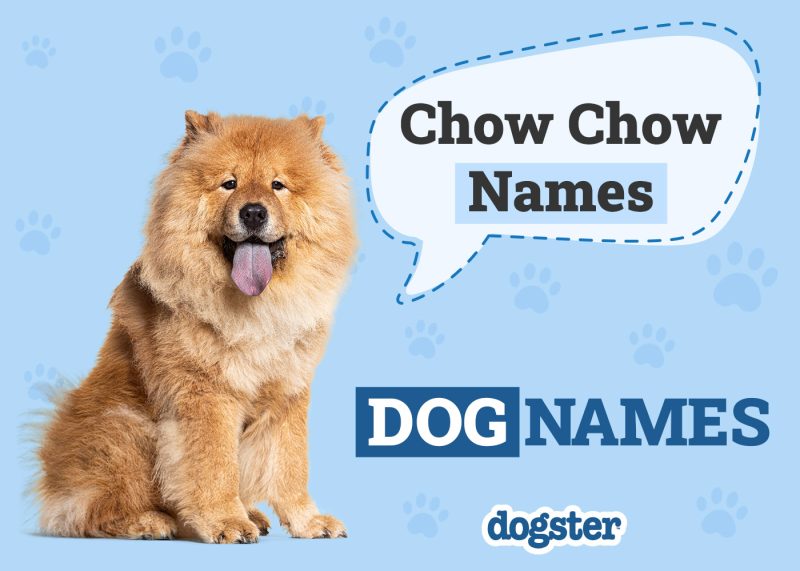 Dogster_Chow Chow Names