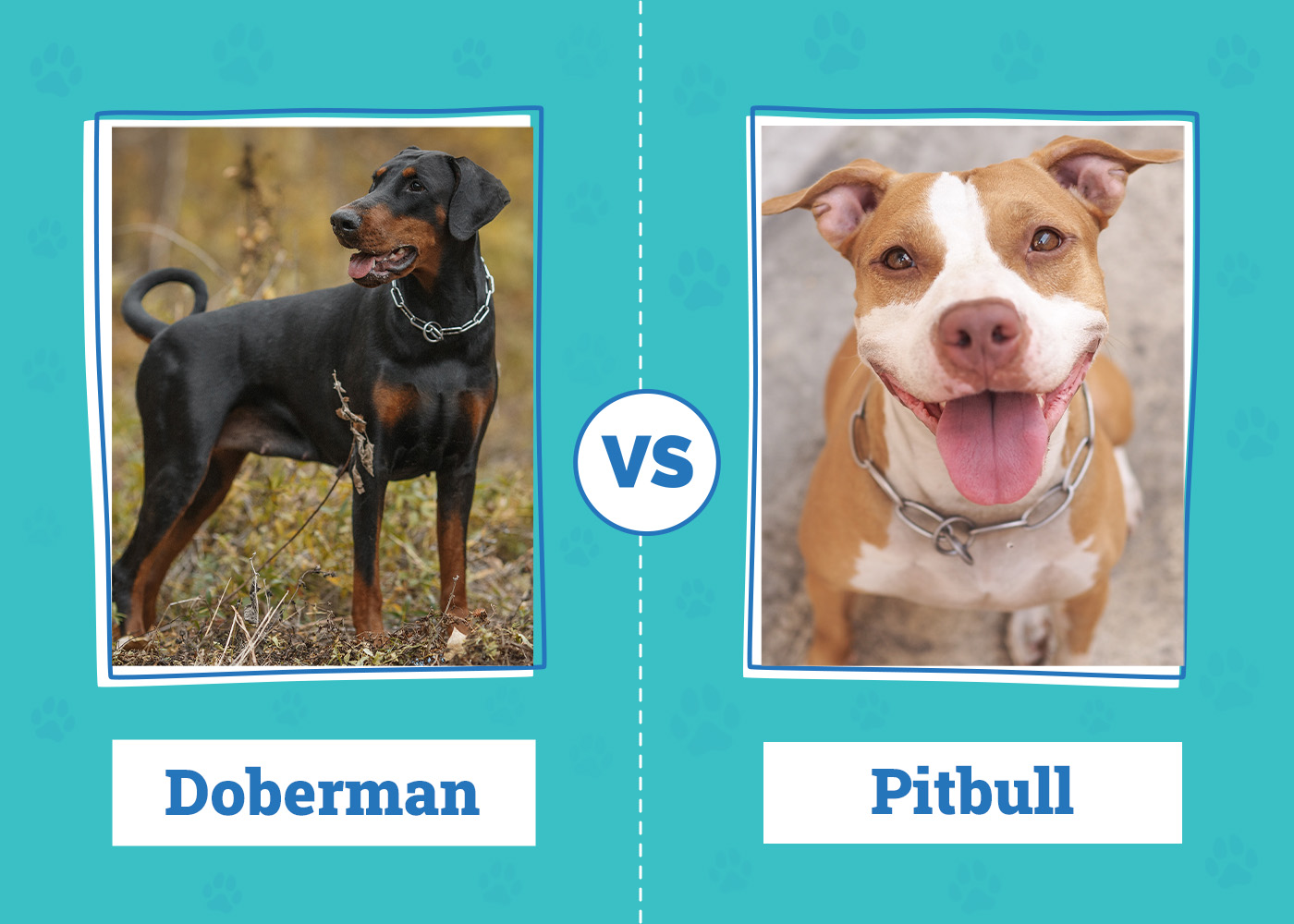Doberman vs. Pitbull