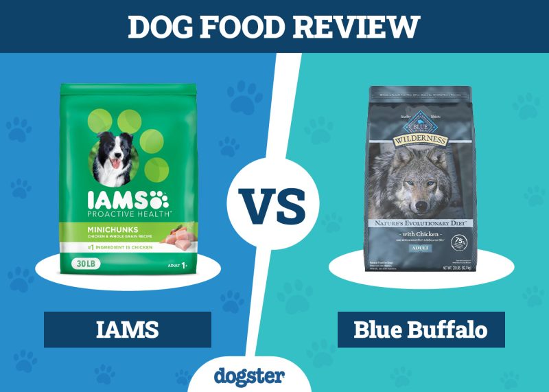 Dogster_Dog Food IAMS VS Blue Buffalo