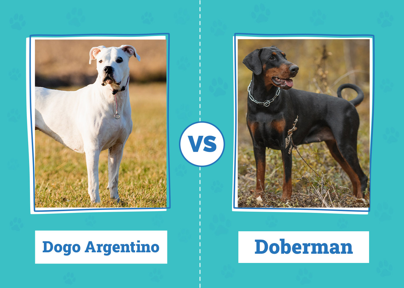 Dogo Argentino vs Doberman