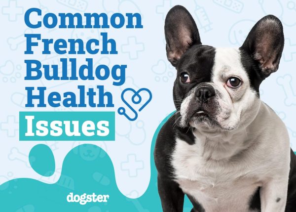 Common French Bulldog Health Issues to Look Out For
