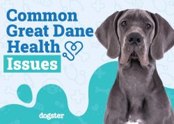 Great Dane Health Issues: 9 Common Problems to Watch For (Vet Answer