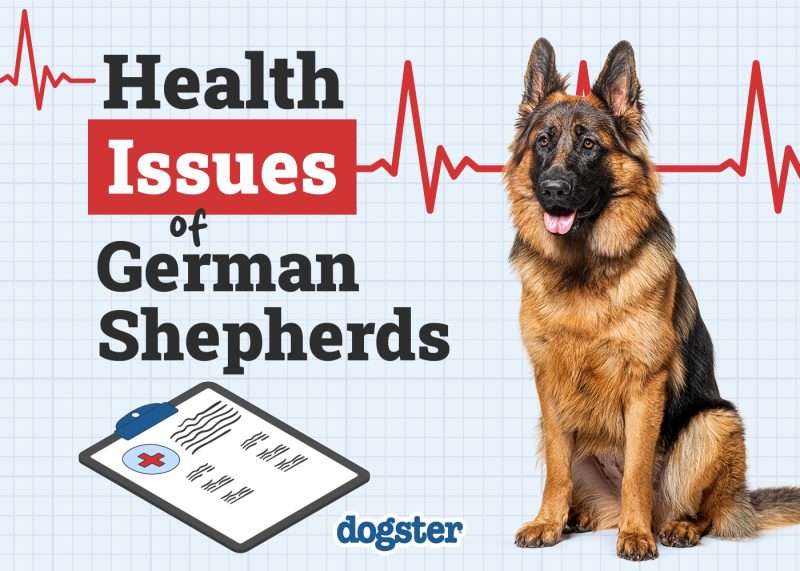 Dogster_Health Problems of German Shepherds