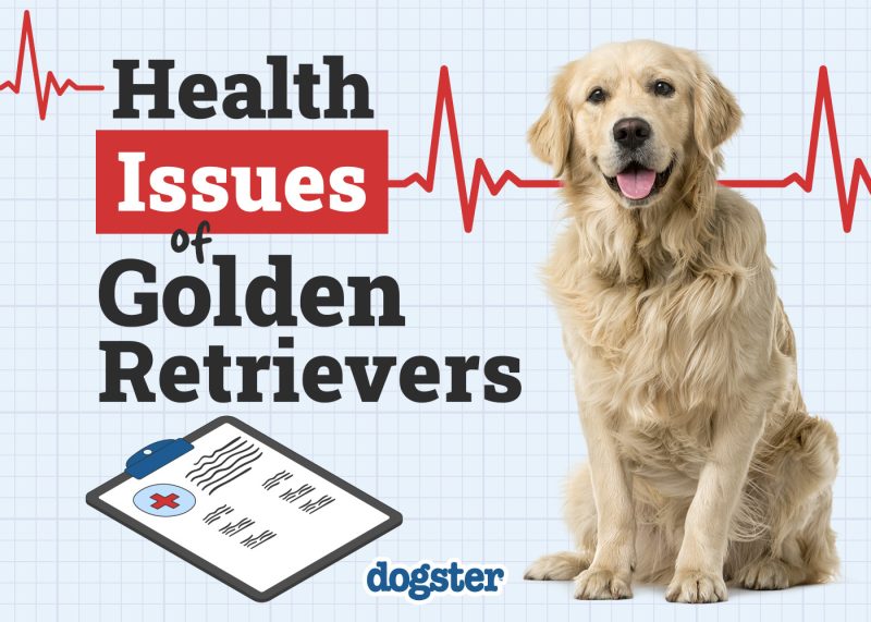 Dogster_Health Problems of Golden Retriever