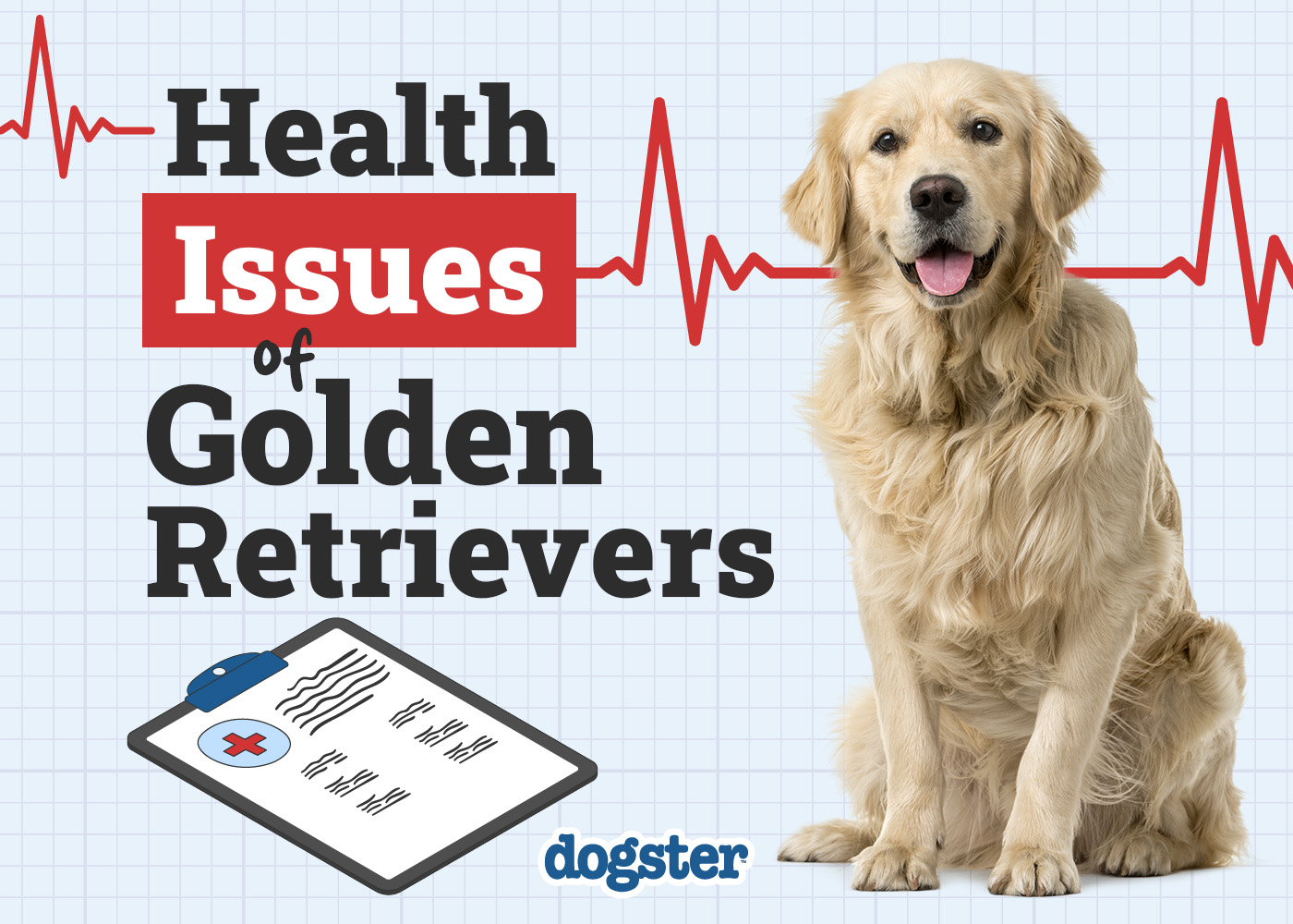 Dogster_Health Problems of Golden Retriever