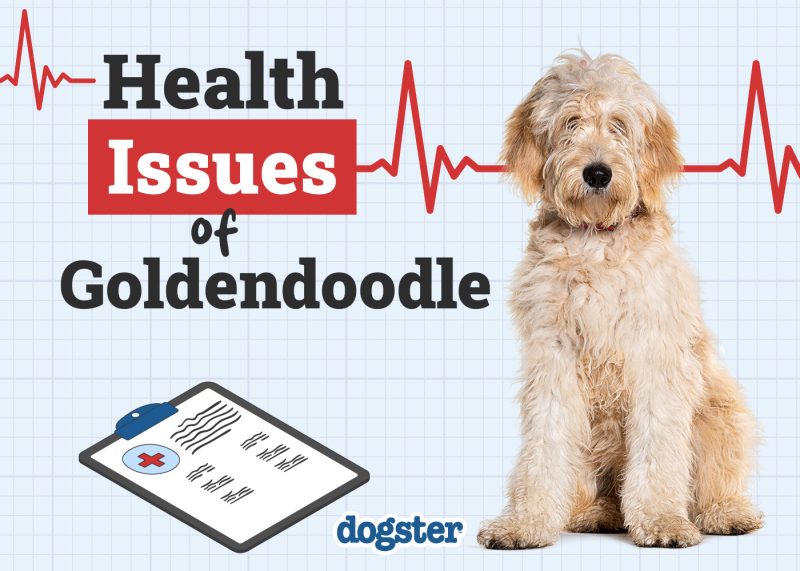 Dogster_Health Problems of Goldendoodle