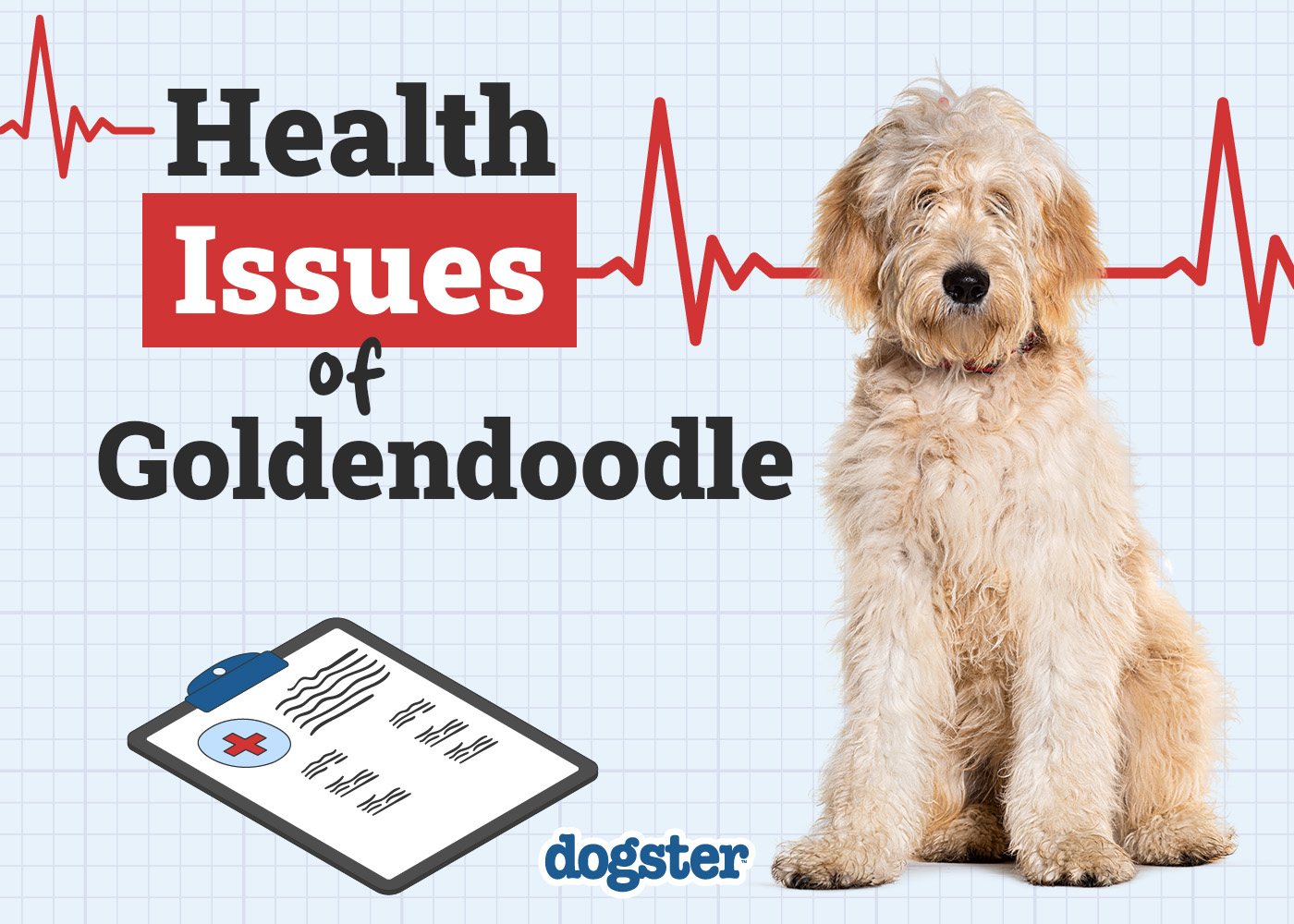 Dogster_Health Problems of Goldendoodle