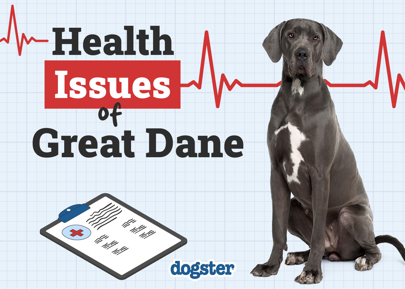 Dogster_Health Problems of Great Dane