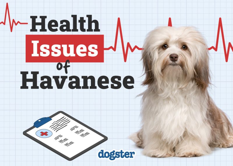 Dogster_Health Problems of Havanese