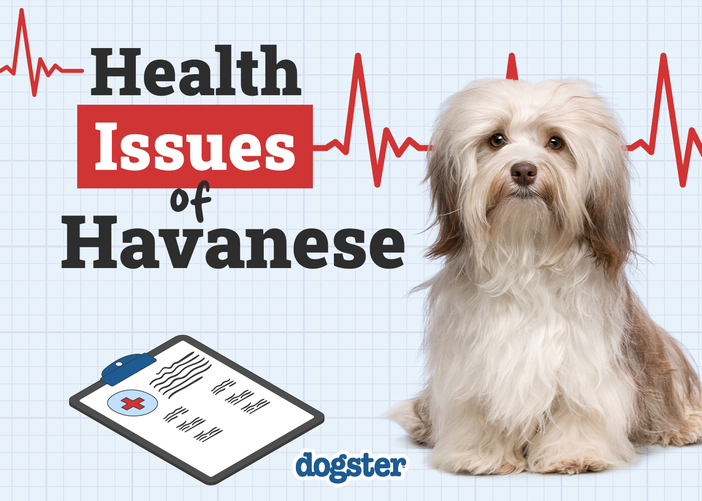 Dogster_Health Problems of Havanese