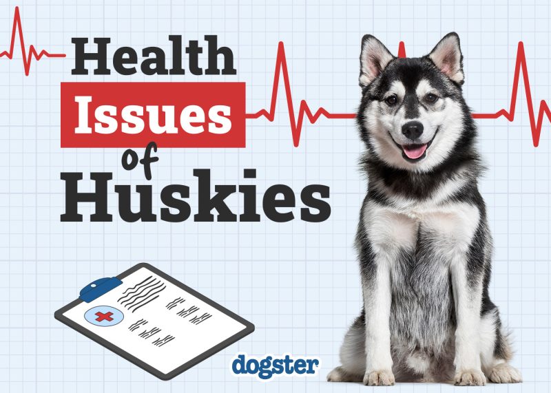 Dogster_Health Problems of Huskies