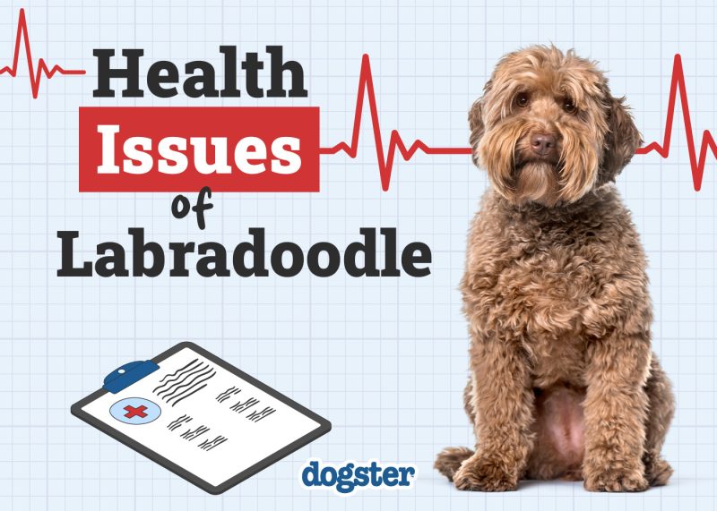 Dogster_Health Problems of Labradoodle