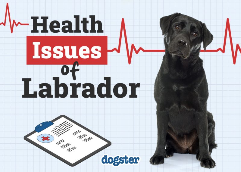 Dogster_Health Problems of Labrador