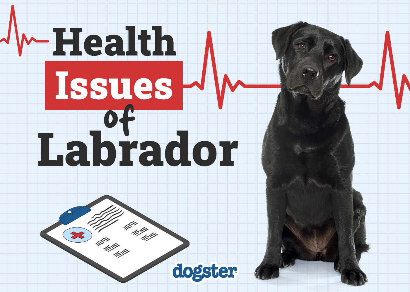 Dogster_Health Problems of Labrador
