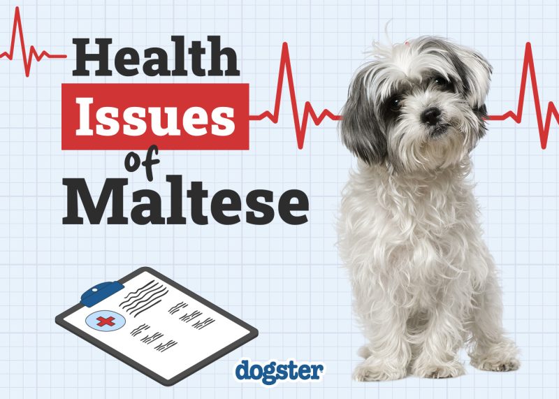 Dogster_Health Problems of Maltese