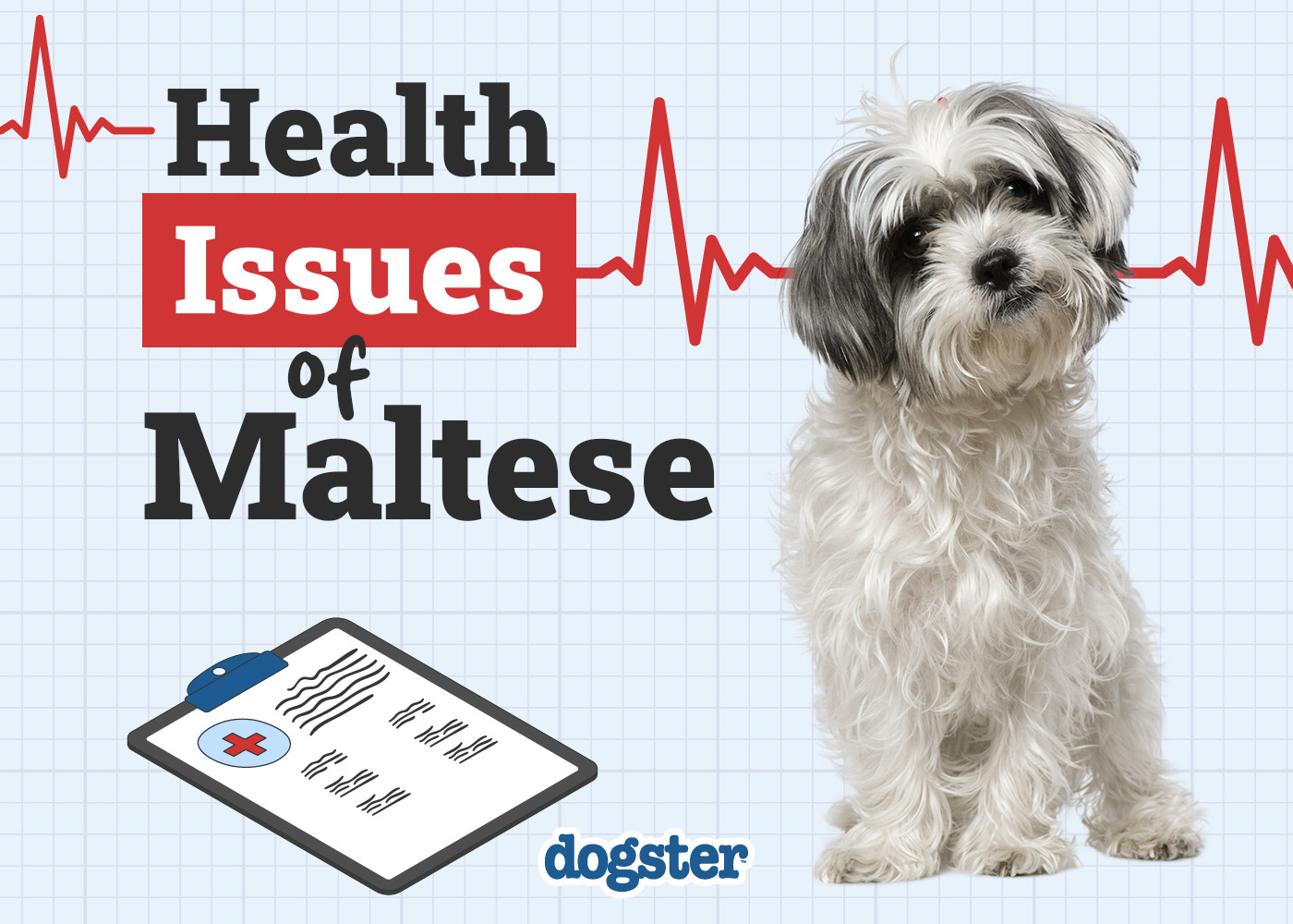 Dogster_Health Problems of Maltese