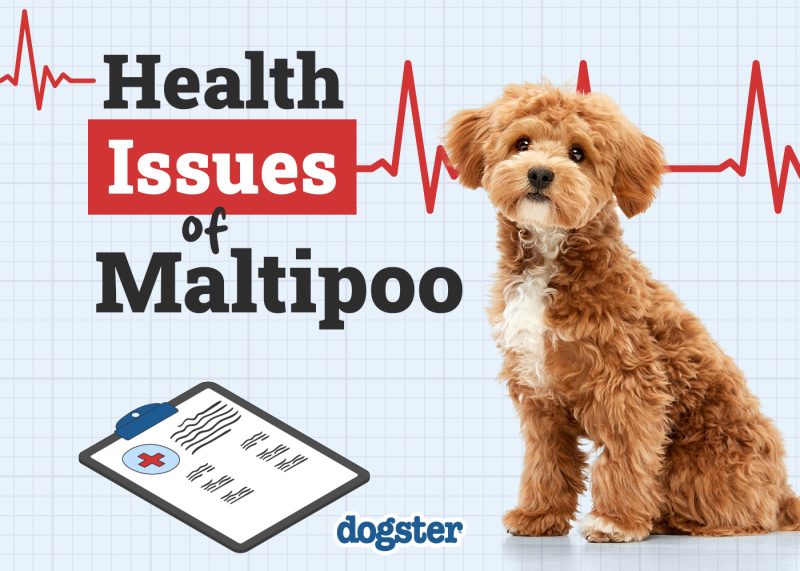 Dogster_Health Problems of Maltipoo