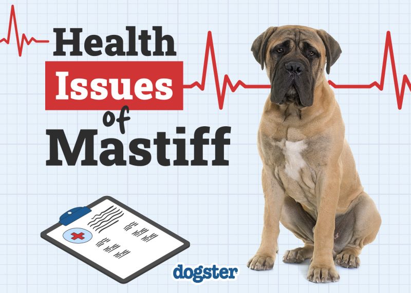Dogster_Health Problems of Mastiff