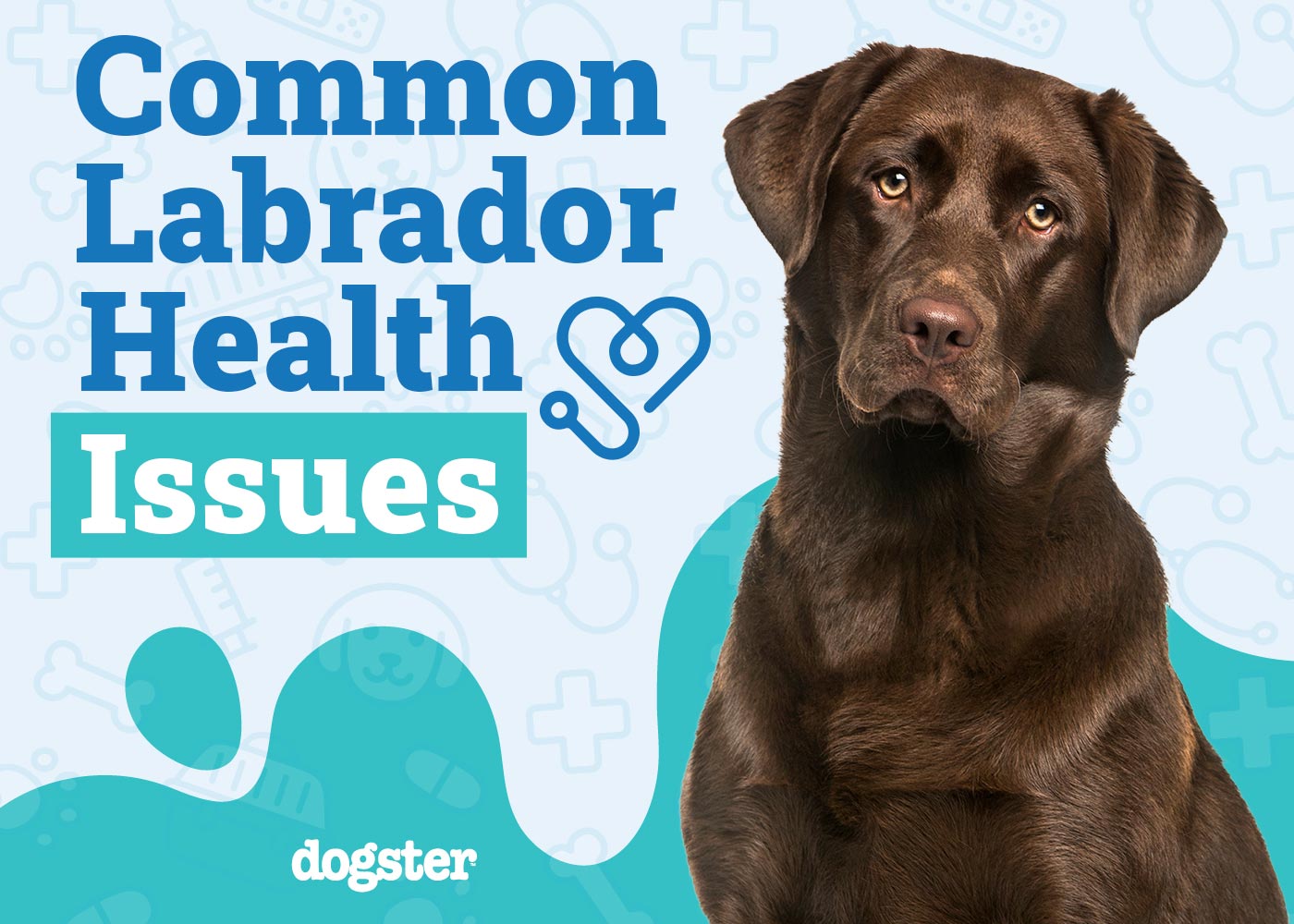 13 Common Labrador Health Issues to Look Out For Vet Approved Guide