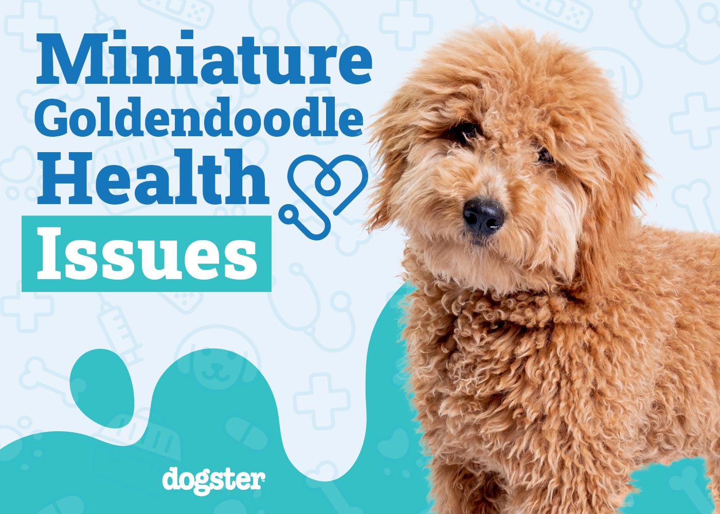 8 Mini Goldendoodle Health Issues Signs & Care Tips Dogster