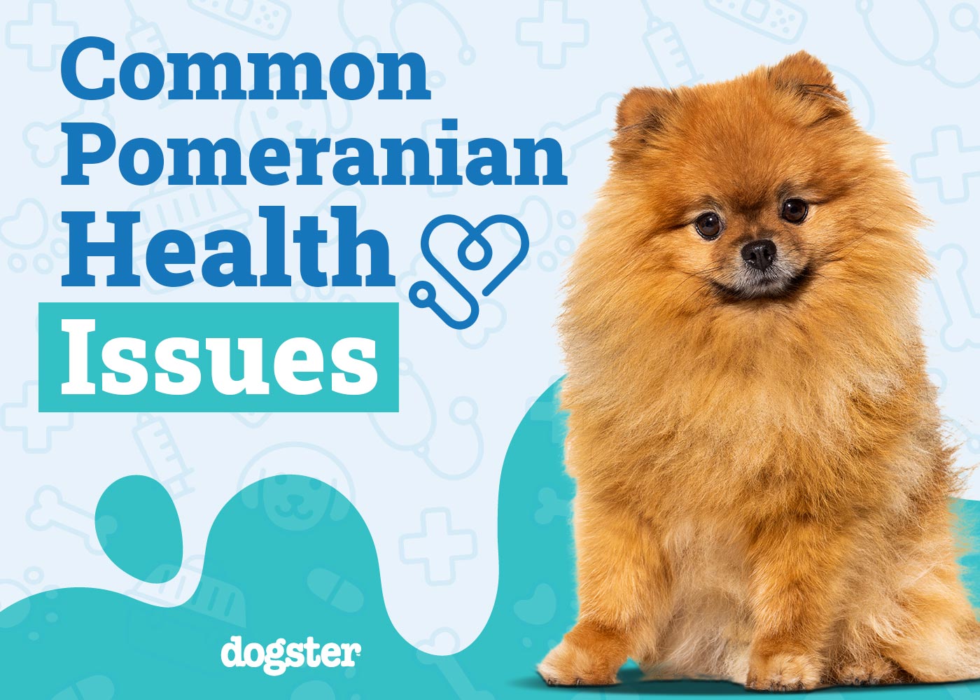 Pomeranian Health Problems 7 Common Concerns Dogster
