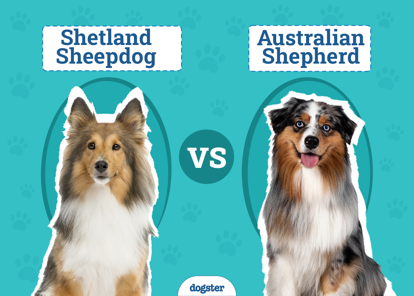 Shetland Sheepdog vs Australian Shepherd