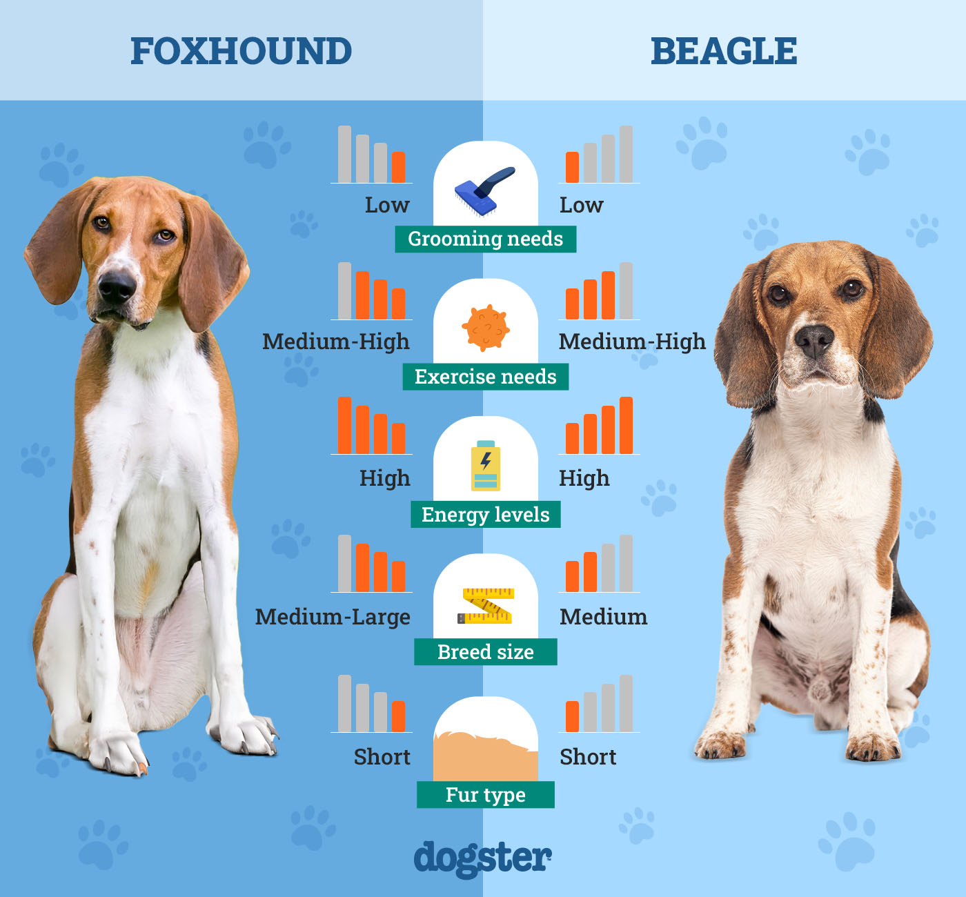 Dogster_Side by Side Comparison_ Foxhound vs Beagle
