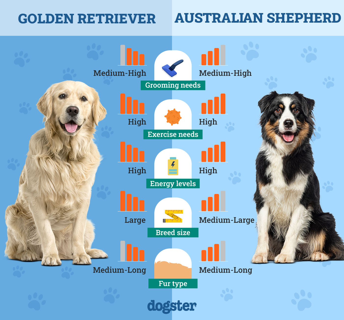 Dogster_Side by Side Comparison_ Golden Retriever vs Australian Shepherd