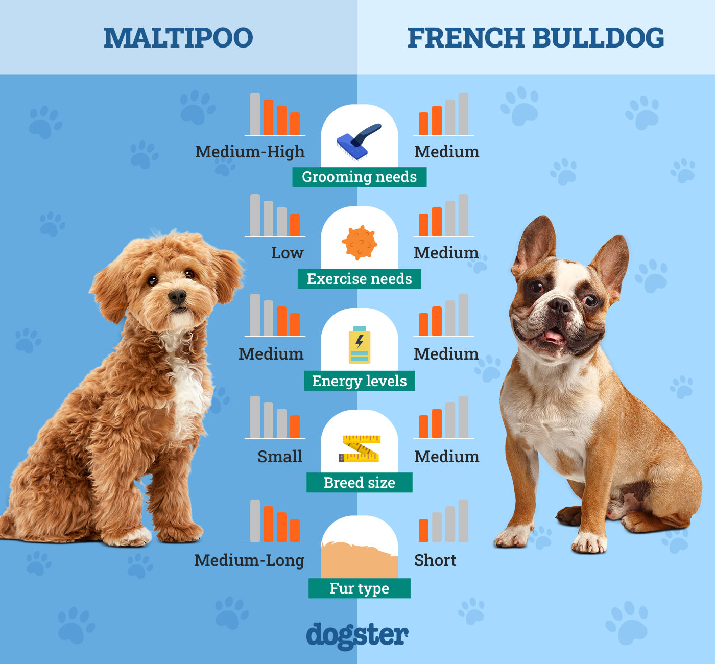Dogster_Side by Side Comparison_ Maltipoo vs French Bulldog