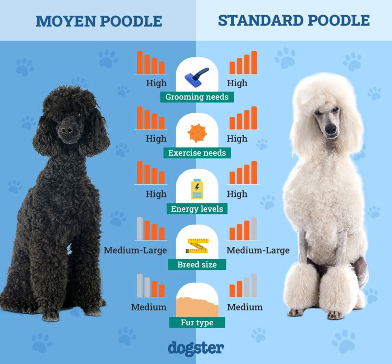 Moyen vs Standard Poodle The Differences (With Pictures) Dogster