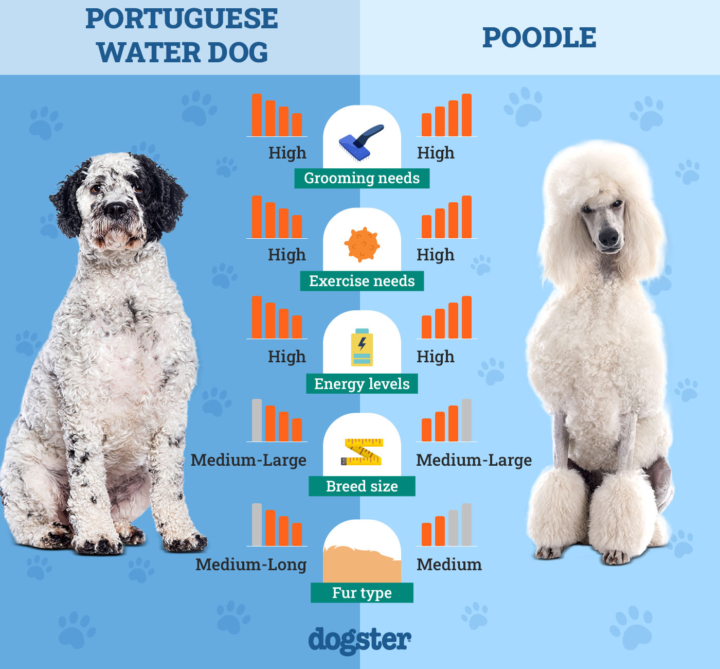 Dogster_Side by Side Comparison_ Portuguese Water Dog vs Poodle