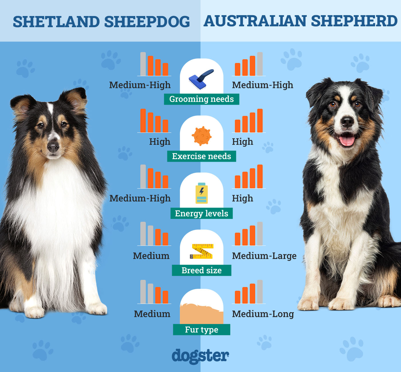 Dogster_Side by Side Comparison_ Shetland Sheepdog vs Australian Shepherd