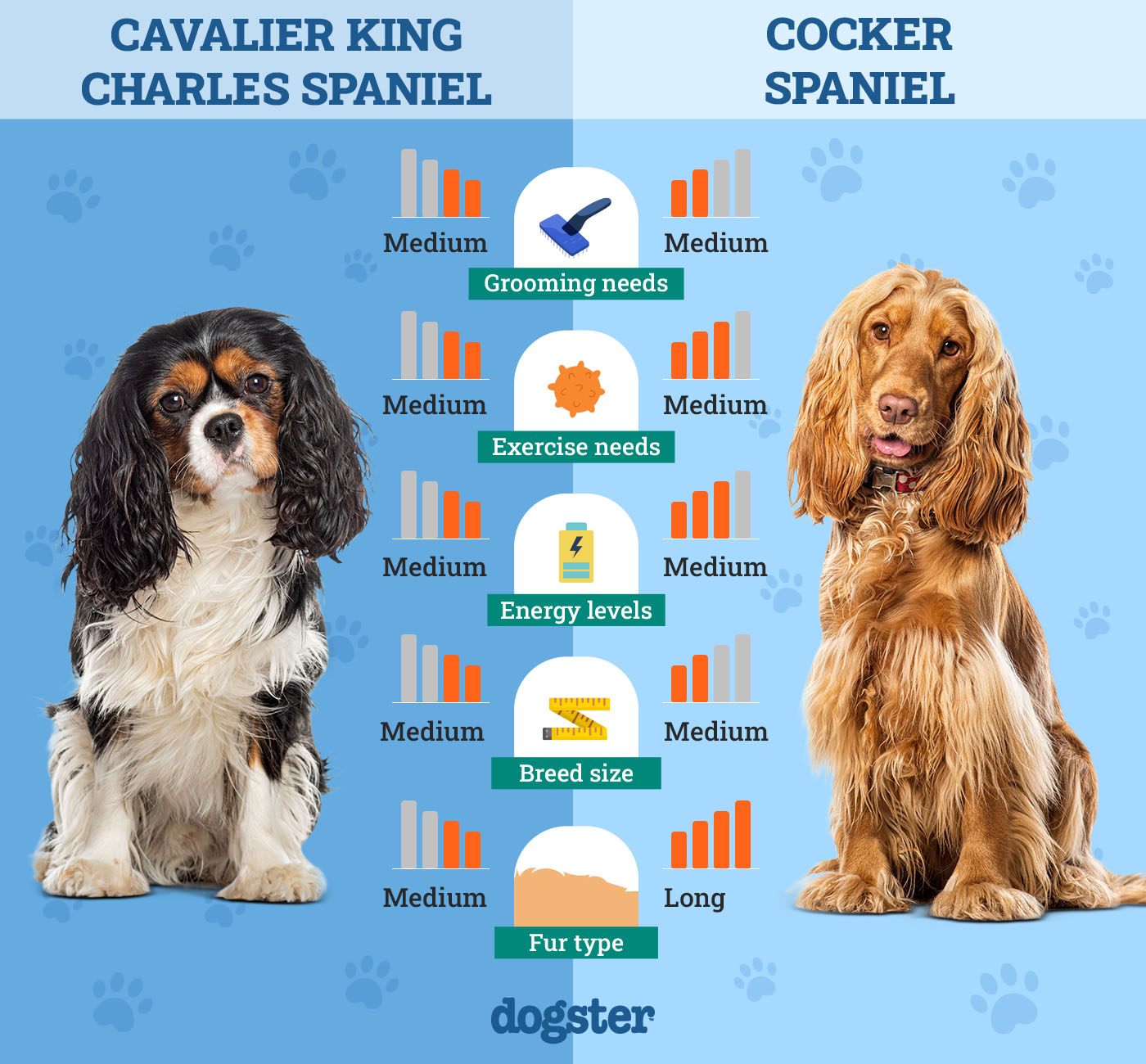 Dogster_Side by Side Comparison_Cavalier King Charles Spaniel vs Cocker Spaniel