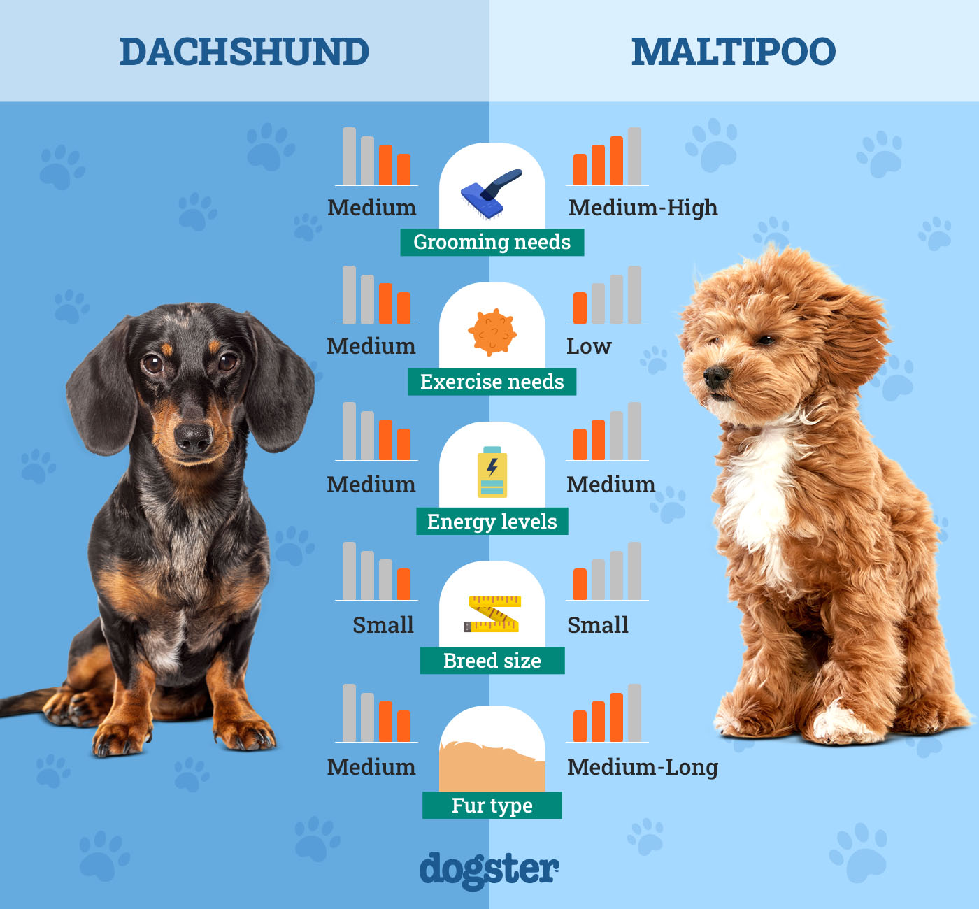 Dogster_Side by Side Comparison_Dachshund vs Maltipoo