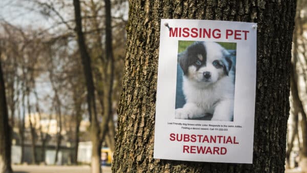 On the tree hangs the announcement of the missing puppy
