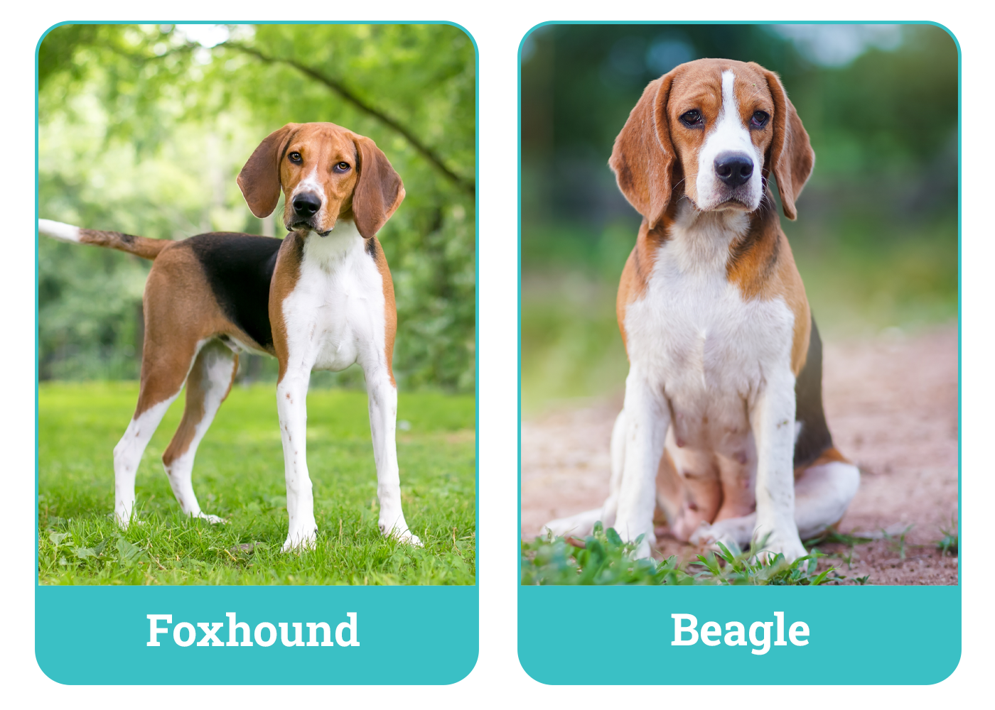 Foxhound vs Beagle