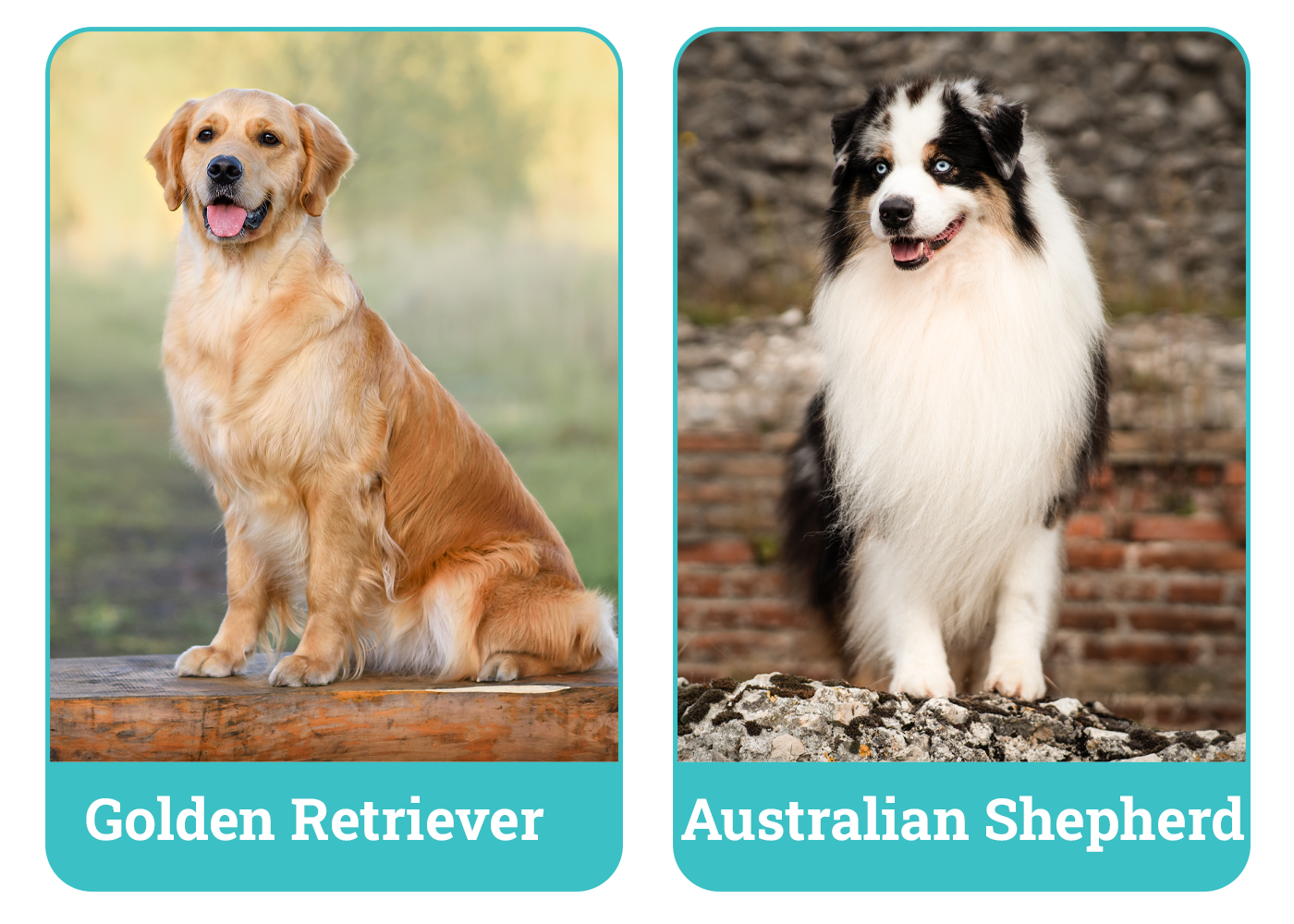 Golden Retriever vs Australian Shepherd