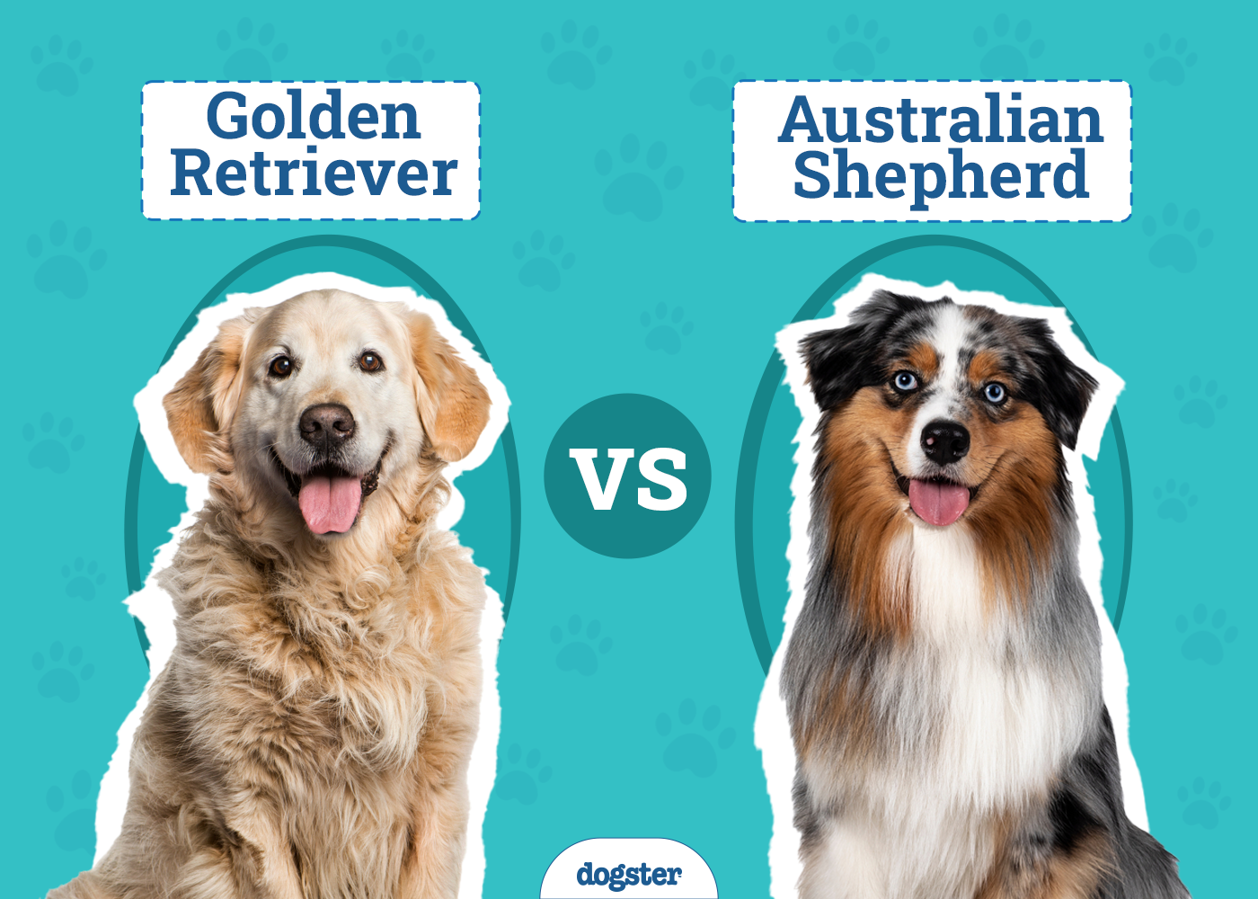 Golden Retriever vs Australian Shepherd