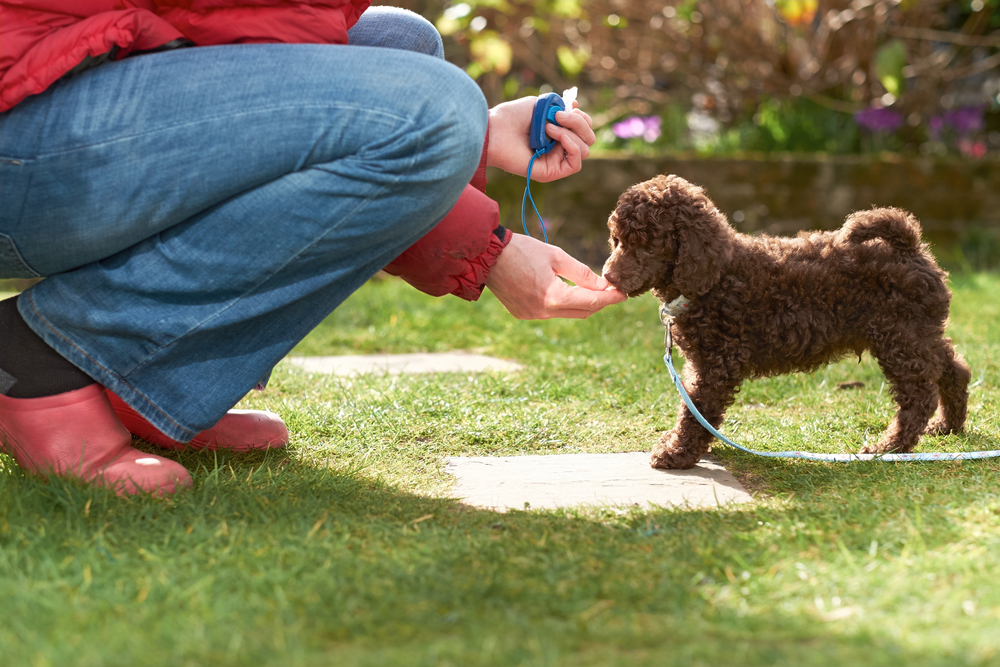 Lead and clicker training poodle puppy