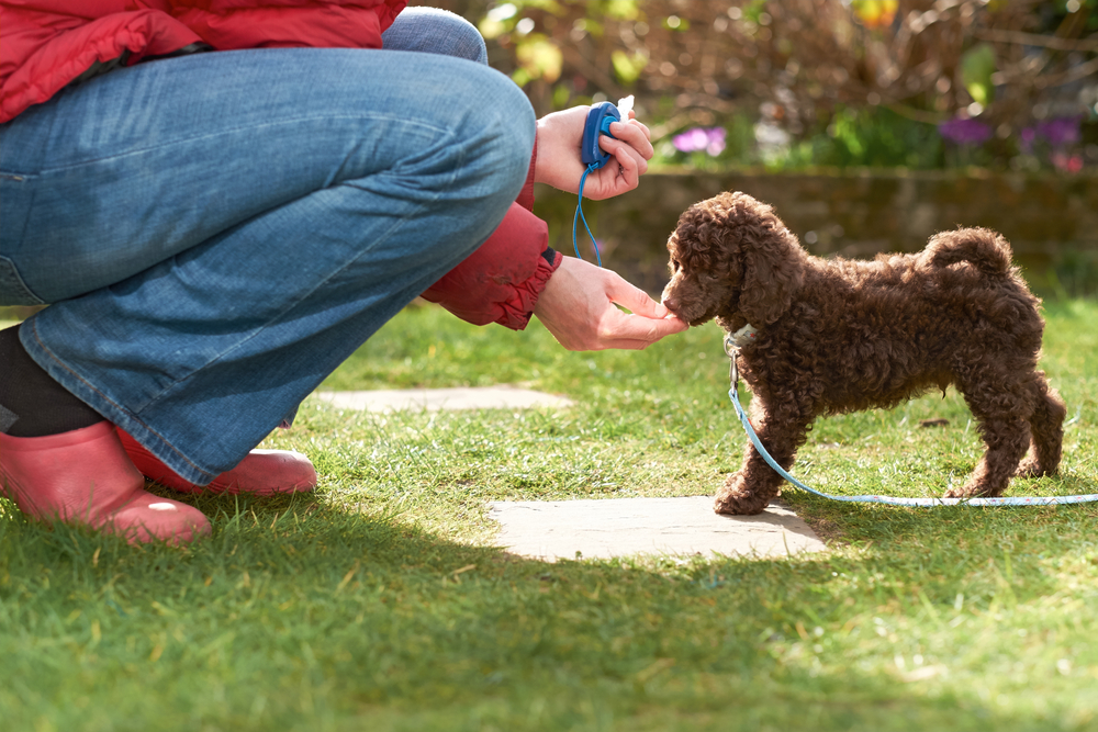 Poodle puppy training with lead and clicker