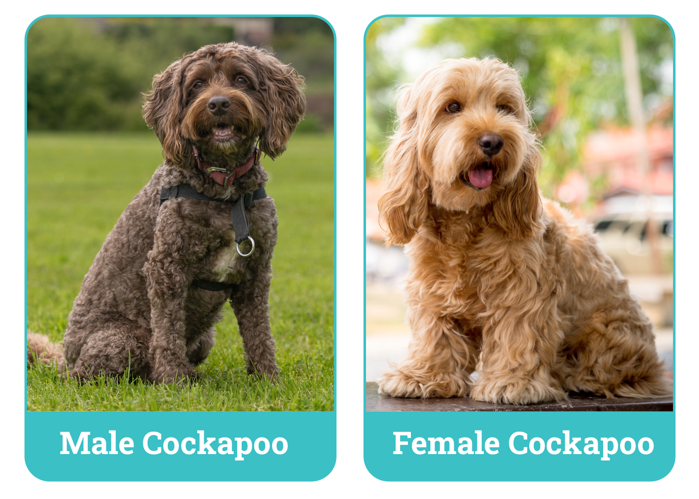Male vs. Female Cockapoo