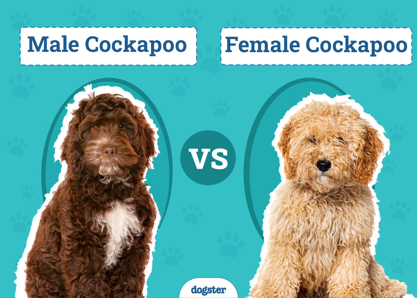 Male vs. Female Cockapoo