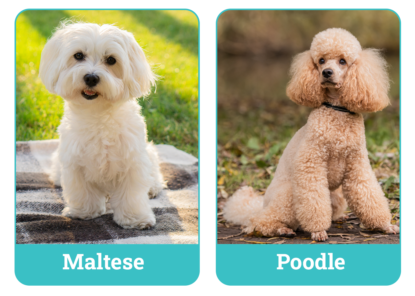 Maltese vs Poodle