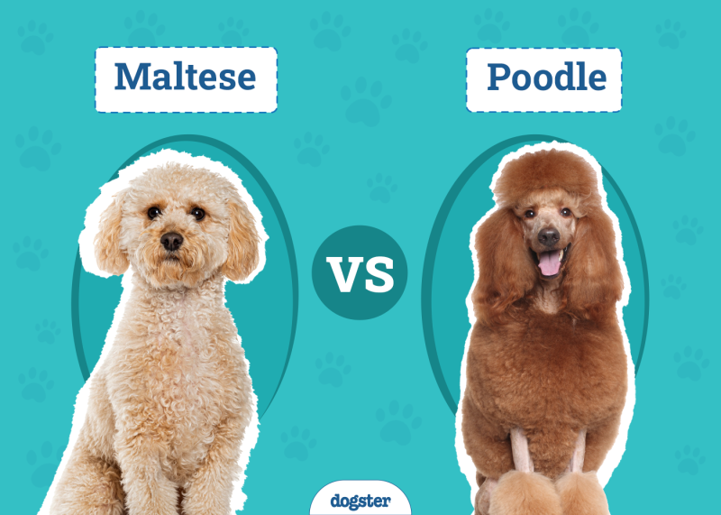 Maltese vs Poodle