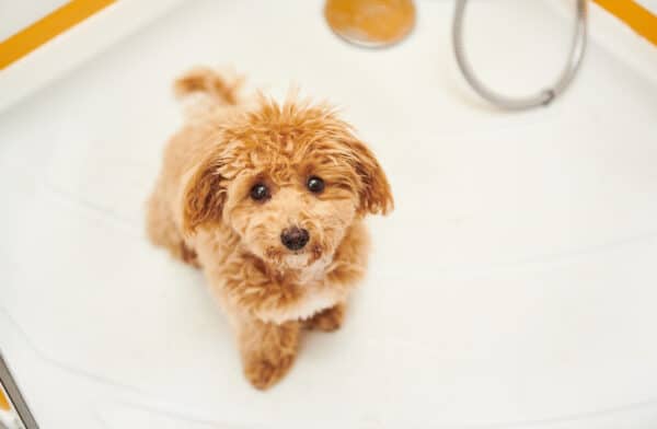 Maltipoo Dog in a Shower Being Groomed