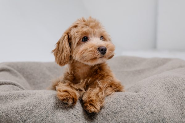 Maltipoo puppy sitting on the couch
