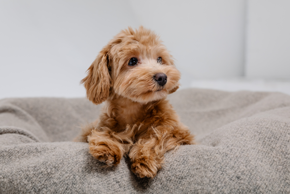 Maltipoo puppy sitting on the couch